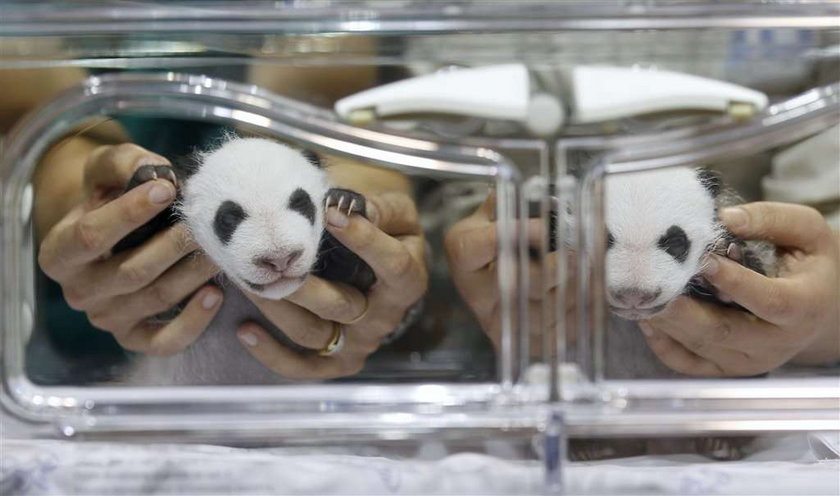 Urodziły się pandy-bliźniaki! FOTY