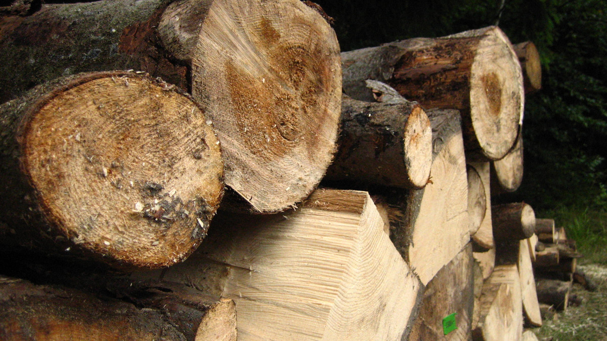 Ponad 1,5 tys. metrów sześciennych najlepszego drewna sprzedała w XXV Submisji Drewna Cennego i Tartacznego Regionalna Dyrekcja Lasów Państwowych (RDLP) w Szczecinie. Wartość sprzedanego w przetargu ofertowym drewna to prawie 4 mln zł.