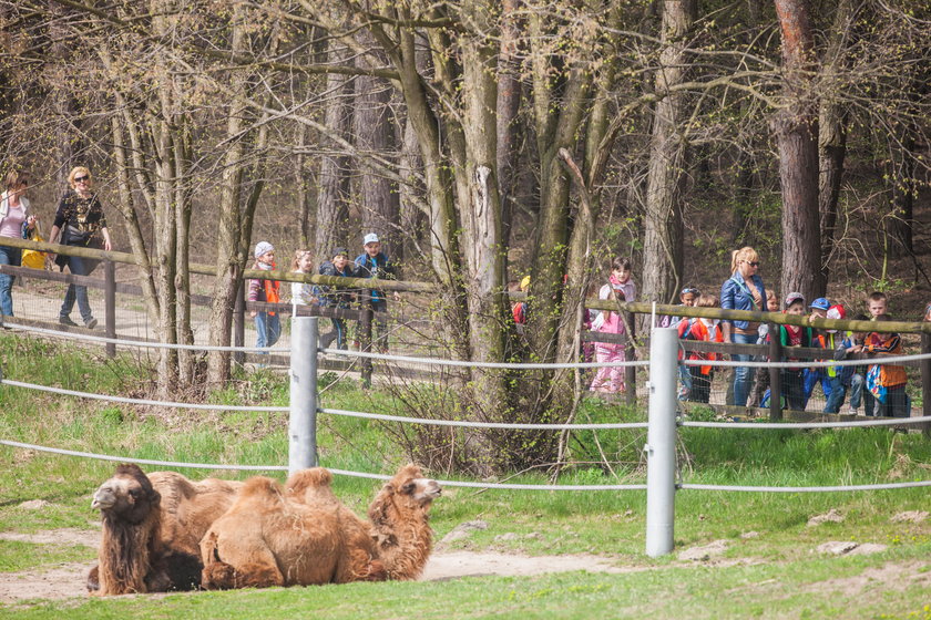 Wielbłądy w poznańskim zoo