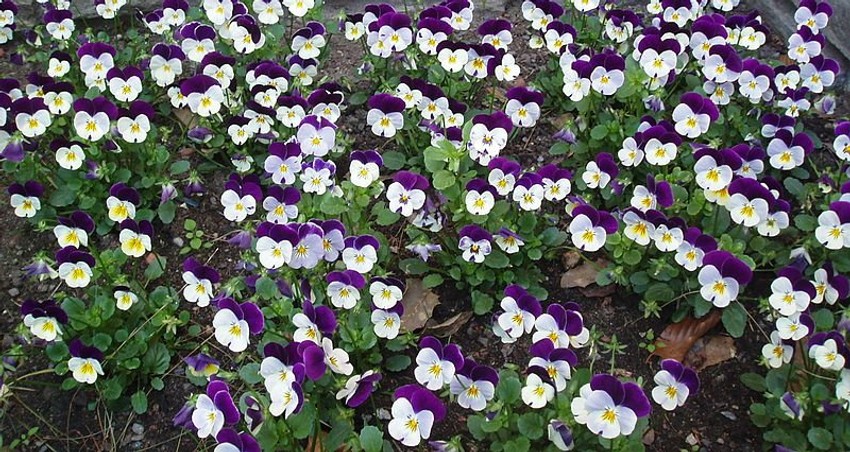 Viola tricolor