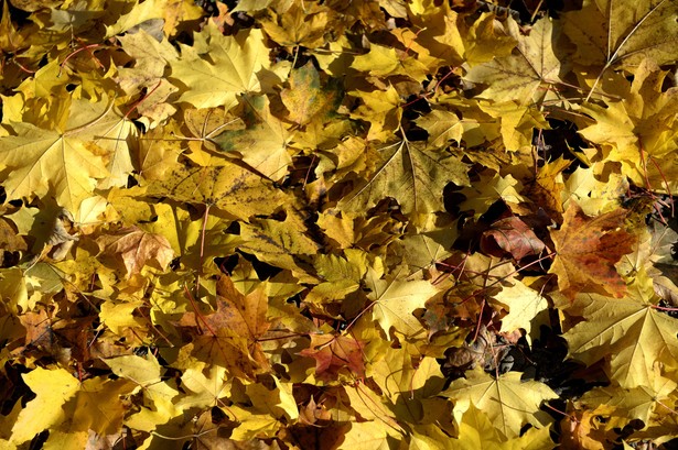 We Wszystkich Świętych nie powinno padać. PROGNOZA POGODY na weekend