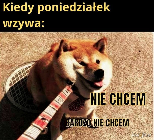 Poniedziałek — najlepsze memy