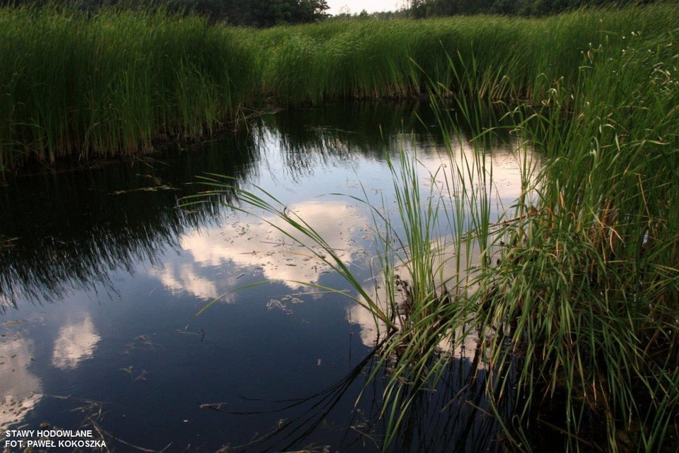 Stawy hodowlane, Park Krajobrazowy Stawki