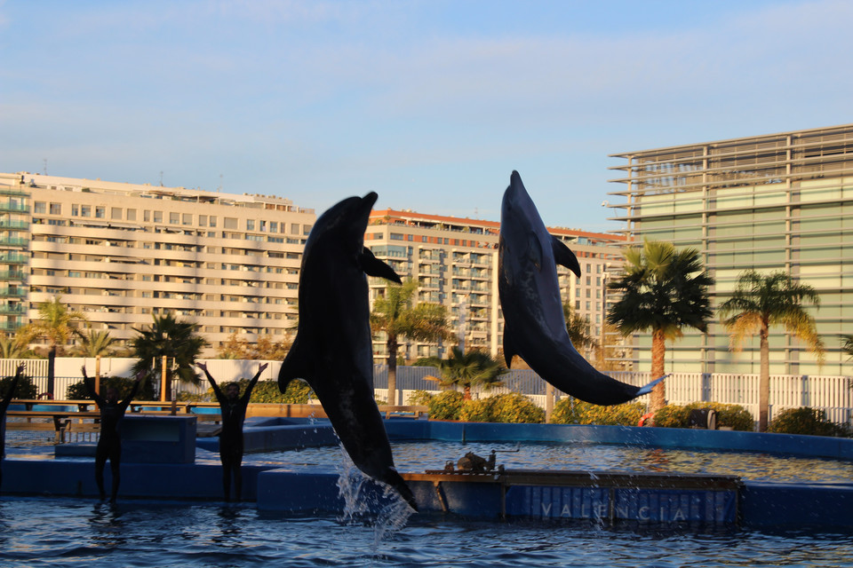 Walencja: Oceanarium, popisowy pokaz delfinów