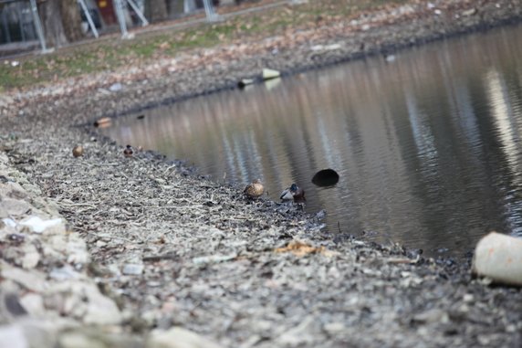 Prace przy spuszczaniu wody z parku Róż w Gorzowie