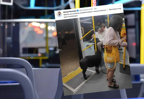 Kobieta wsiadła do autobusu z czarną owcą w pieluszce. "Pielucha nie pomogła..."