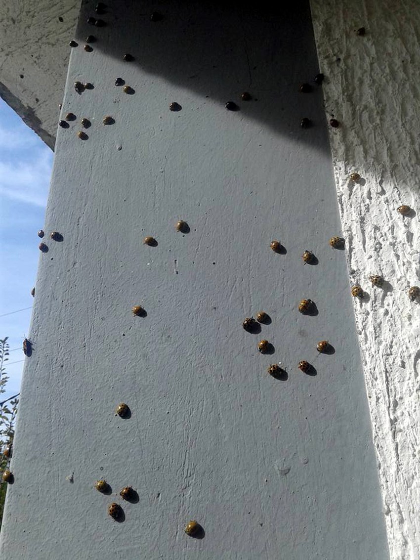 Zidovi kuća ne vide se od bubamara