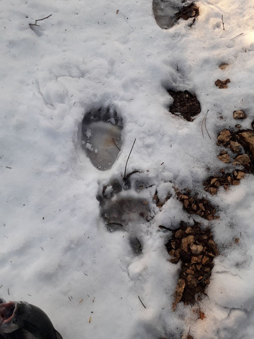Medveđi tragovi ispred Milekićeve kuće