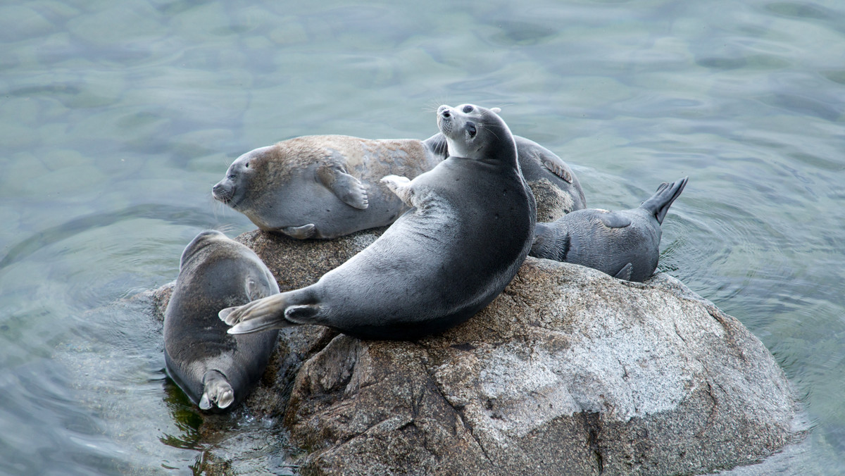 "Zima w Helu nie odpuszcza. W fokarium zamarza nie tylko woda" - napisali pracownicy Stacji Morskiej. Zdjęcia foki Ani z zamarzniętymi wąsami obiegły internet.
