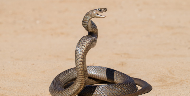 Jadowity wąż zamieszkał w aucie Australijki. "Mam wielkie szczęście, że nie zostałam ugryziona"