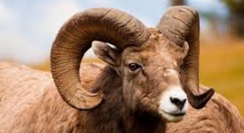 NSCDC arrests 3 in Jigawa over alleged ram theft