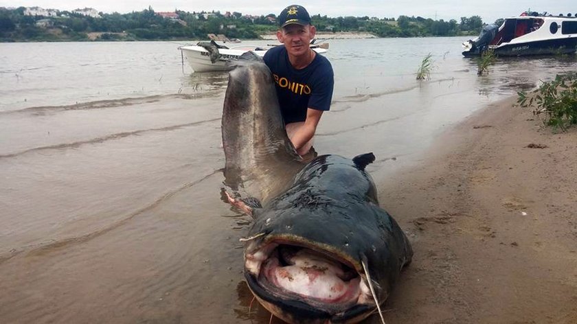 Złowił gigantycznego suma