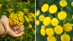 Zasiej tę roślinę w ogrodzie. Unikniesz plagi komarów i kleszczy