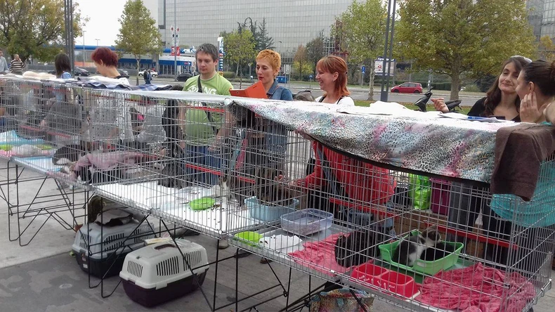 Na festivalu je udomljeno blizu 10 mačaka
