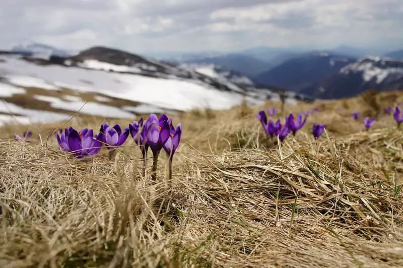 Pierwsze oznaki wiosny / Biegun Wschodni z Unsplash