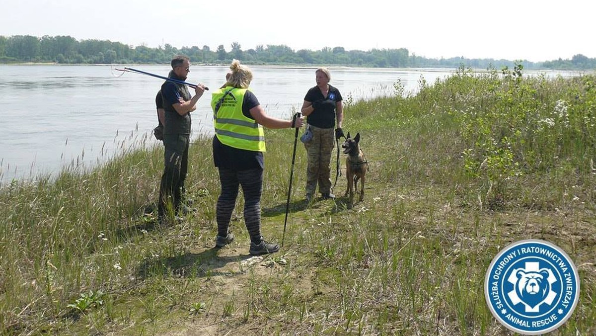 To było nietypowe zadanie dla suczki Koki, która dotychczas zajmowała się przede wszystkim szukaniem zaginionych ludzi. Tym razem zadaniem psa było zbadanie terenu, na którym znaleziono wylinkę blisko 6-metrowego pytona tygrysiego. Podczas prowadzonych działań Koka doprowadziła do odchodów, które prawdopodobnie należą do węża. Zachowanie psa potwierdza, że pyton wpełzł do Wisły.