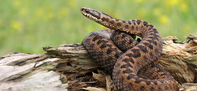 Idziesz do lasu? Uważaj na jadowite żmije. Gady budzą się z zimowego letargu