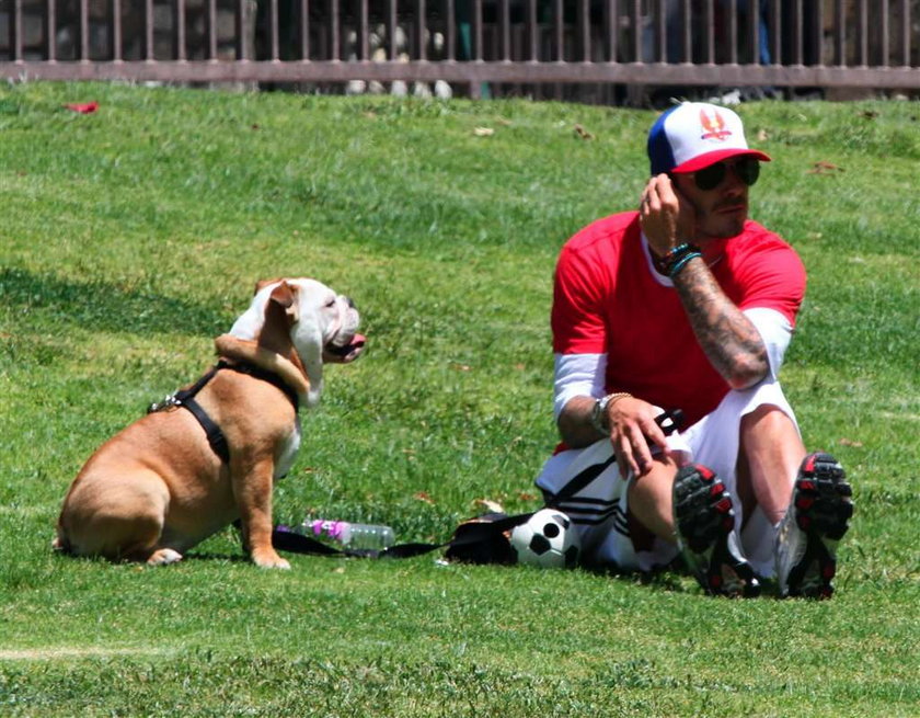 Beckham uczy psa grać w piłkę