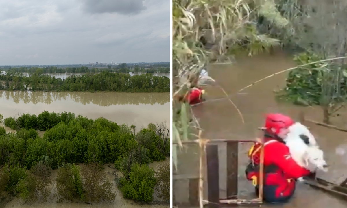 Kataklizm na południu Włoch. Strażacy uratowali dziewięć psów [WIDEO]