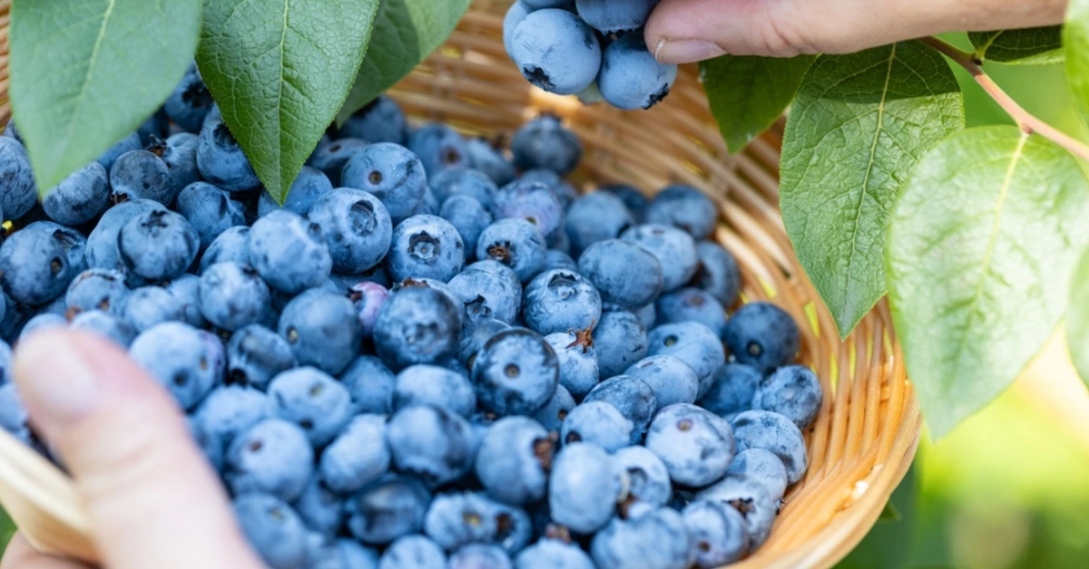 Kwietniowy trik na gigantyczne borówki. Koniecznie podlej domowym nawozem i patrz, jak owocują