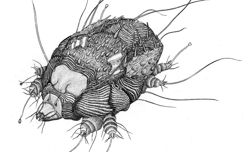 Świerzbowiec ludzki