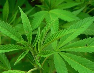 cannabis-sativa-d00000098aeeb758a7f79