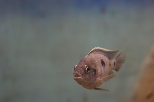 ZOO Wrocław Afrykarium Afryka zwierzęta oceanarium