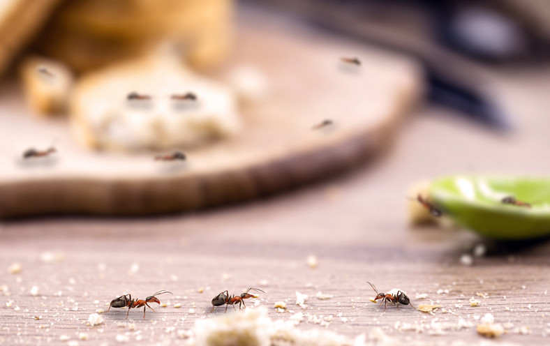 Jedne z najpowszechniej występujących robaków w domu: mrówki