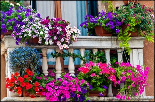 Ruszył sezon na kwiaty rabatowe. Ile zapłacimy za pelargonie, surfinie czy begonie?