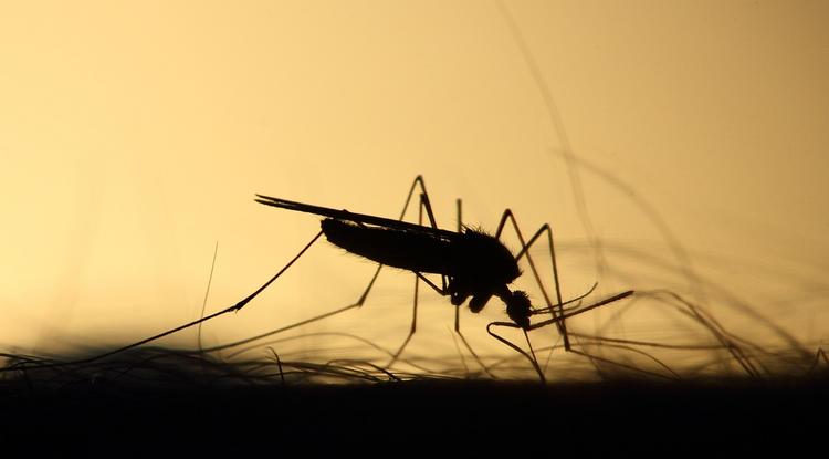 Szúnyogok támadásban