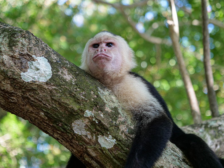 Kapucynki w Manuel Antonio