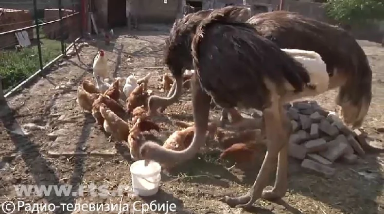 Nojevi porodice Skočić