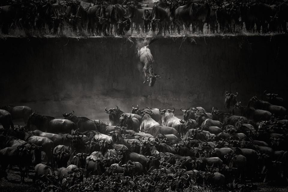 I miejsce w kategorii Przyroda - "The Great Migration" (pol. Wielka wędrówka) - Nicole Cambré  / National Geographic Photo Contest 2014