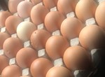 Declare state of emergency on egg production in Nigeria - Poultry owners tell FG