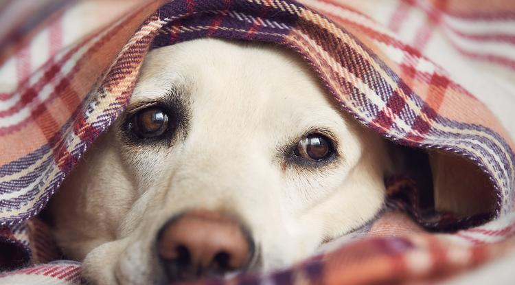Miért bújik el a kutyám, ha beteg? Fotó: Getty Images