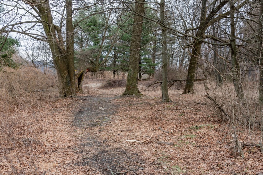 Put ka kući u Centraliji