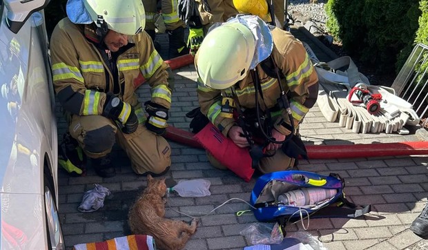 Mačke izazvale požar