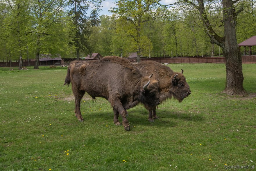 Rezerwat pokazowy żubrów