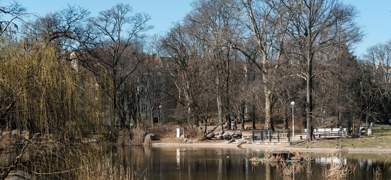 Martwe kaczki i gołębie w poznańskim parku. "Raczej nie ptasia grypa"