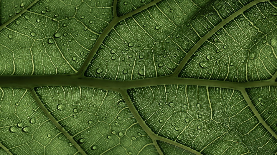 Fotosynteza wciąż skrywa tajemnice