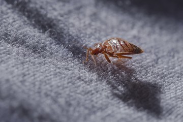 A koronavírus legyőzte az ágyi poloska inváziót Budapesten