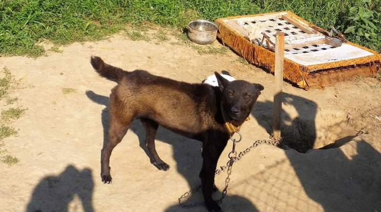 A tűző napra láncolta ki a szerencsétlen állatokat / Fotó: Police.hu