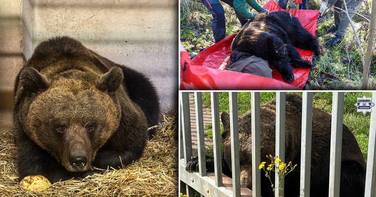 Mężczyzna mieszkał z niedźwiedziem w Kłomnicach. Wiemy, co się stało z "misiem"