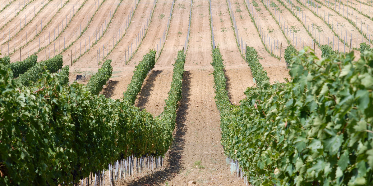 Warunki klimatyczne wpłynęły na niższą produkcję wina