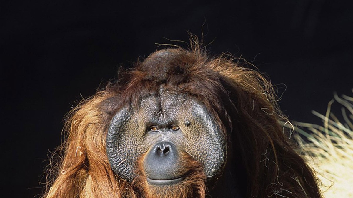 Orangutan