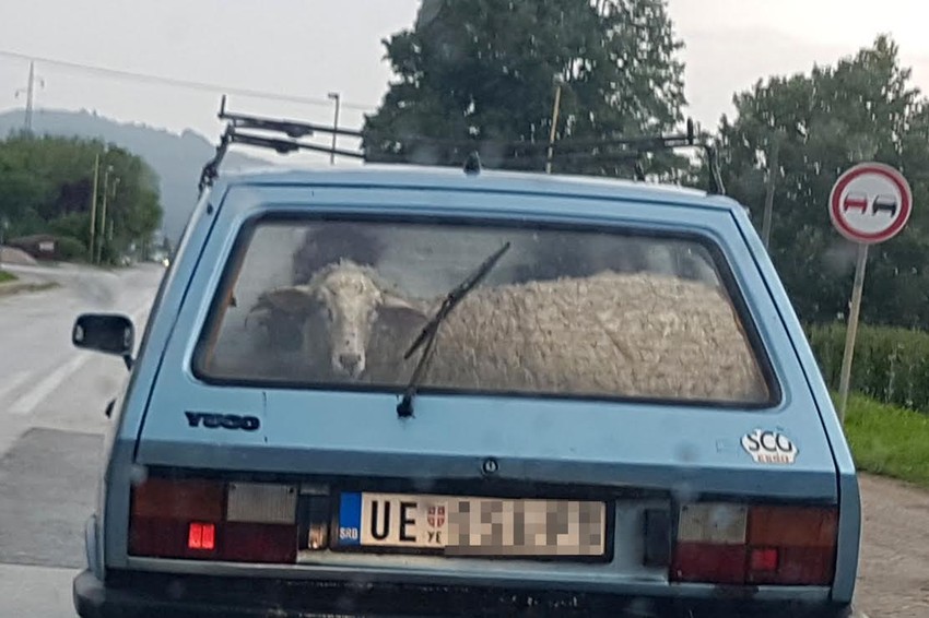 Prva i poslednja vožnja: Ovca juče u kolima, danas na trpezi