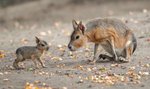 To nie czary, to są mary! Urocze maluchy z zoo łamią serca