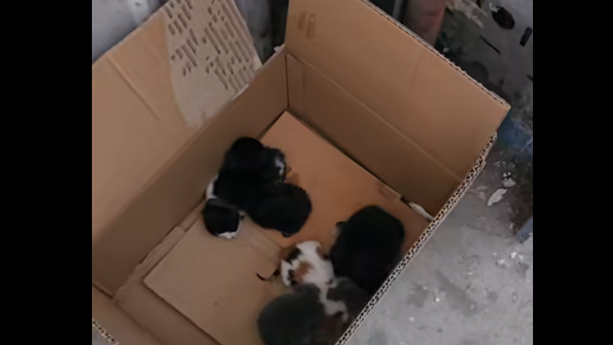 U kontejneru za papir pronađeni tek rođeni mačići: Neko ih je bacio kao poslednje smeće (VIDEO)