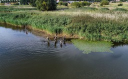 Co wiedziały inspektoraty ochrony środowiska o Odrze i jak o tym informowały [KALENDARIUM]