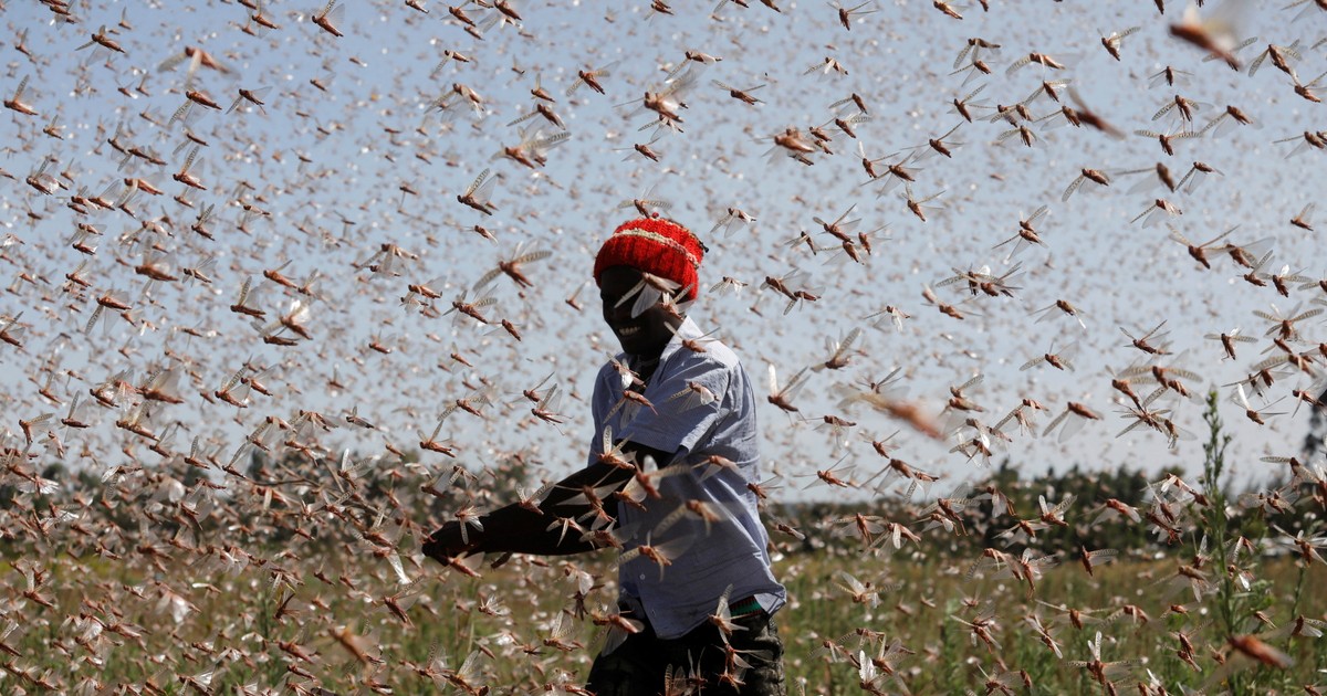 Roje szarańczy pustynnej pokonują choćby 200 km dziennie